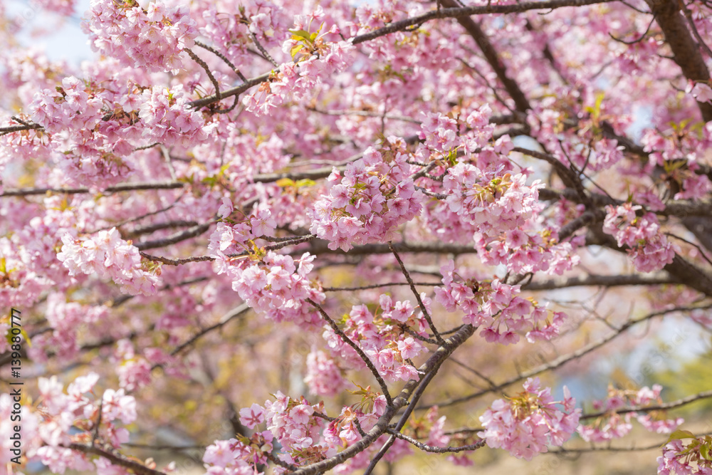 河津桜