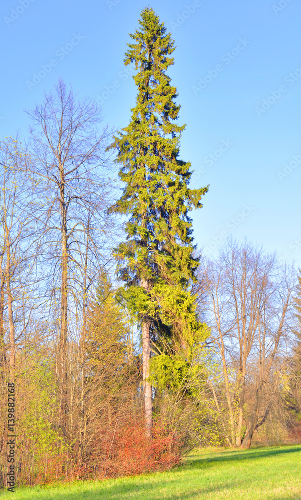 Fototapeta premium Park at spring.