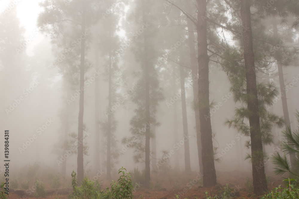 Fototapeta premium Pinus canariensis. Misty foggy forest in Tenerife, Spain, winter weather
