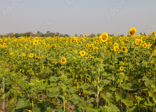 sunflower