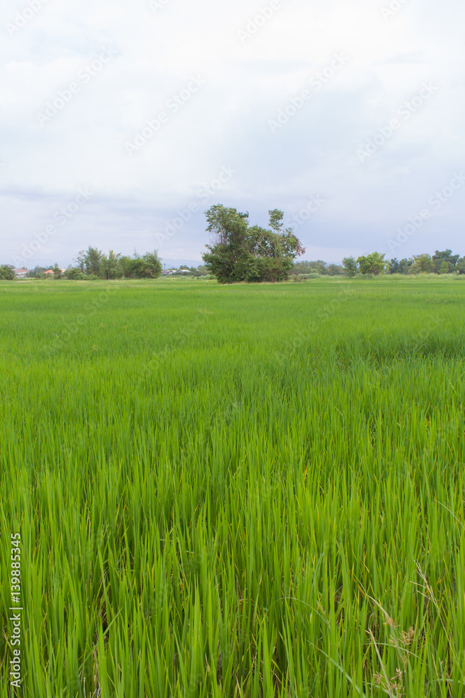 green rice field