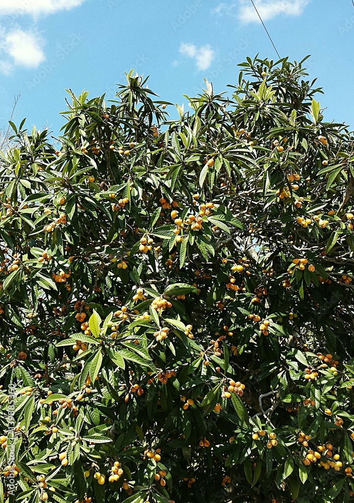 Eriobotrya fruits on tree in Florida nature Eriobotrya fruits on tree in Florida nature