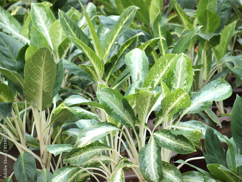 Obraz premium green leaf background