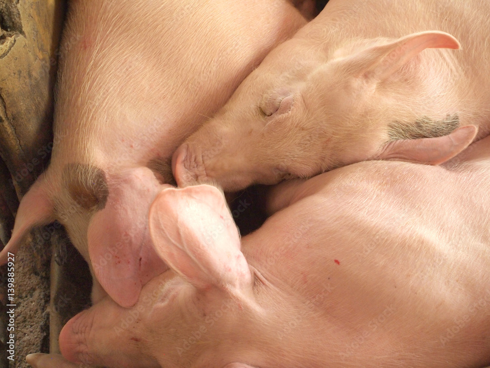 pigs in the farm