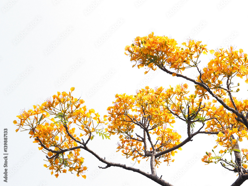 orange peacock flowers and branches isolated