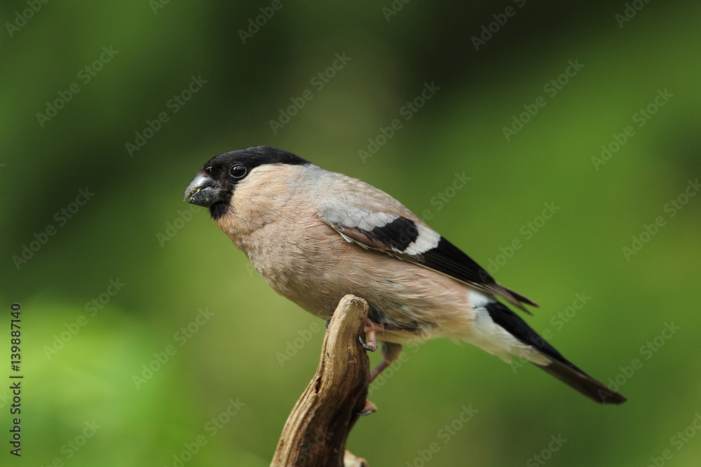 Obraz premium animal