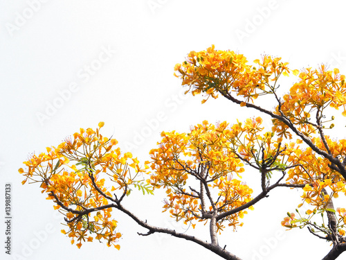 orange peacock flowers and branches isolated