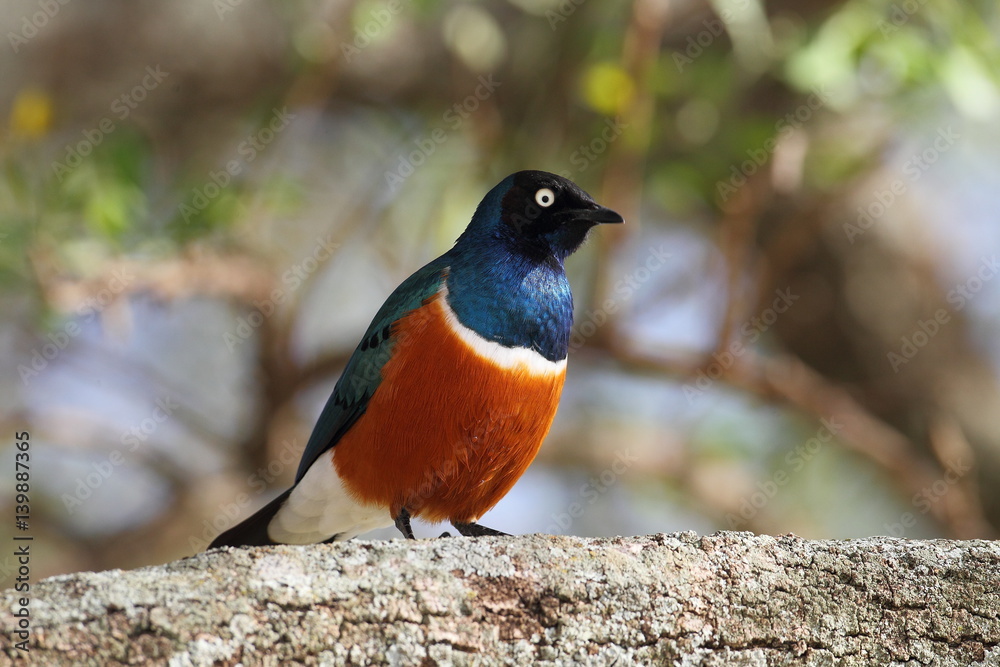 Fototapeta premium animal