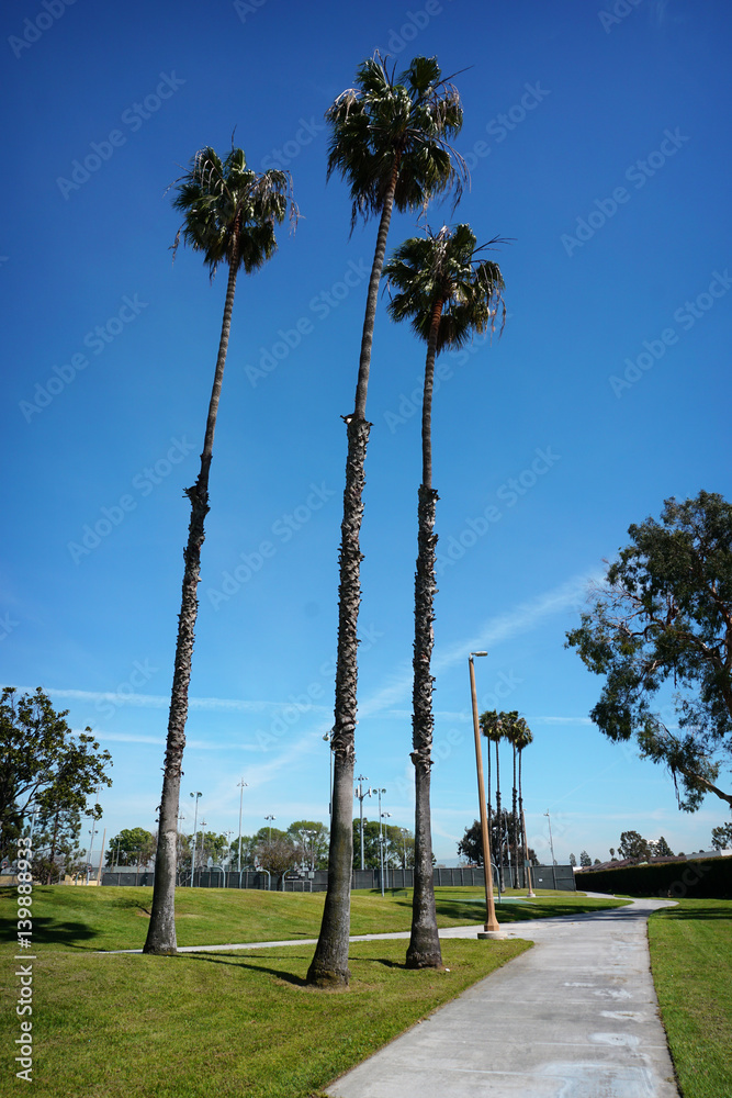 Fototapeta premium tall palm trees at public park
