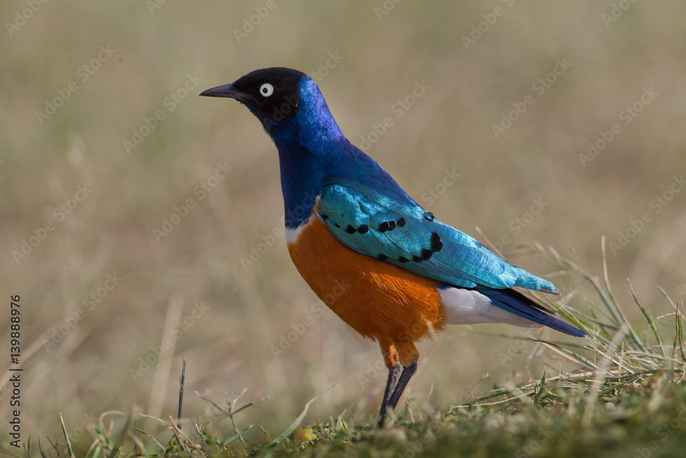 animal animal