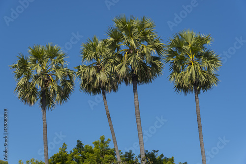 palm tree with blue sky