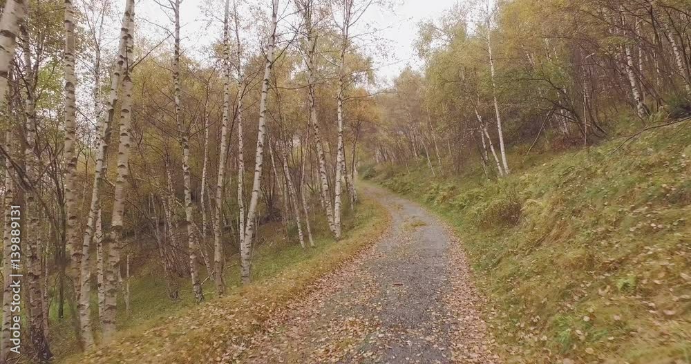 Walking outdoor along road near birch trees in woods forest with bad weather overcast day. 4k POV forward nature shot Walking outdoor along road near birch trees in woods forest with bad weather overcast day. 4k POV forward nature shot
