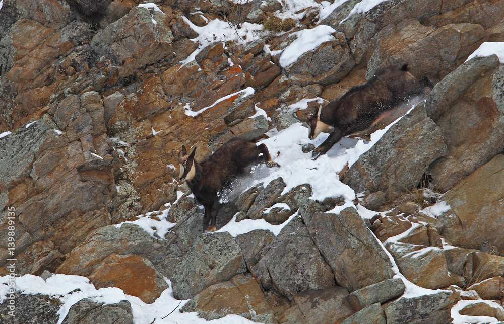 Fototapeta premium animal