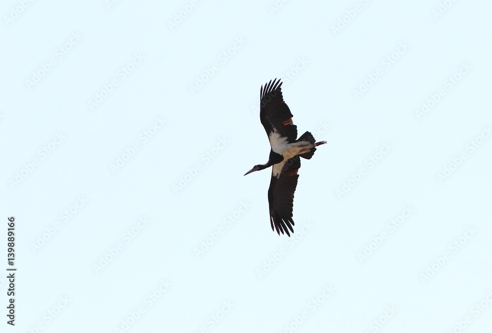 Obraz premium animal