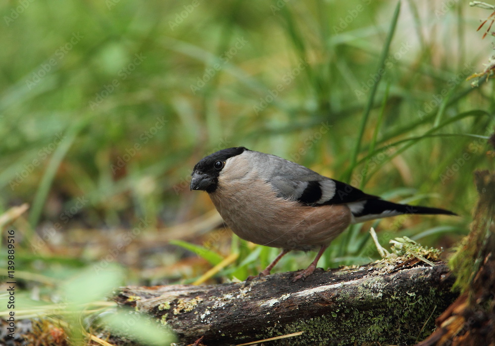 Obraz premium animal