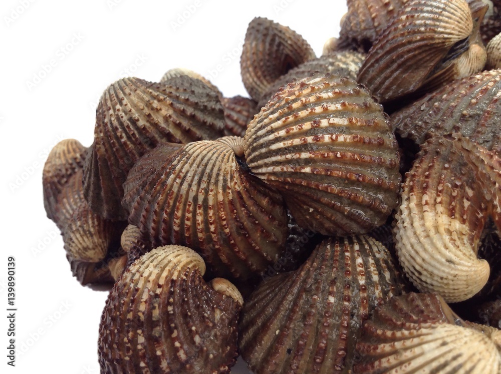 Obraz na plátně Cockles shell isolated on white