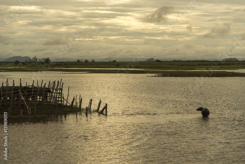 the water buffalo