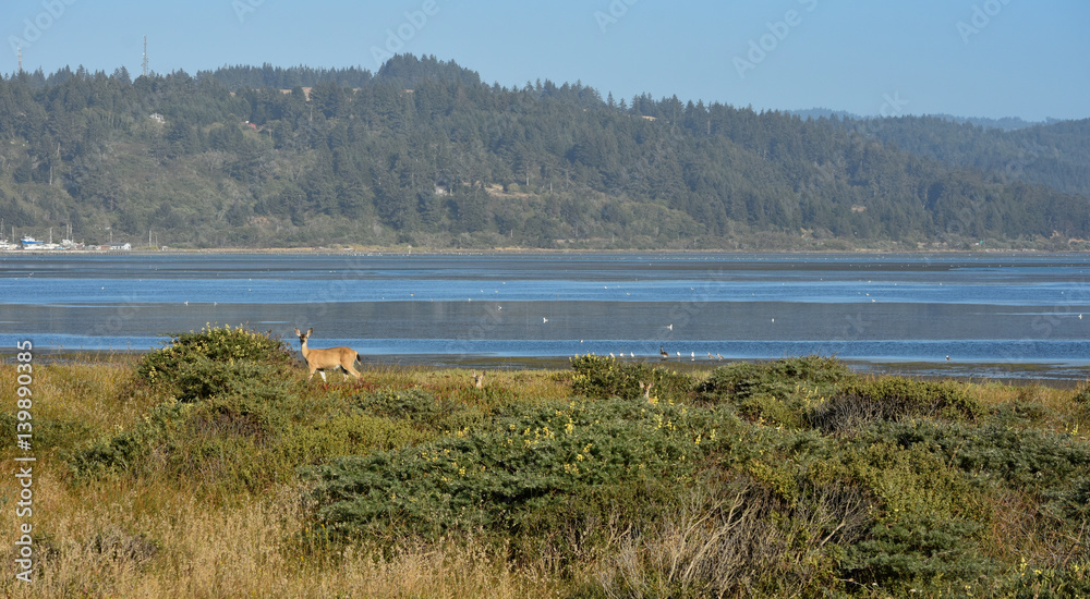 Mother Black-tail Deer with Her Two Fawns on the South Jetty in Humboldt County