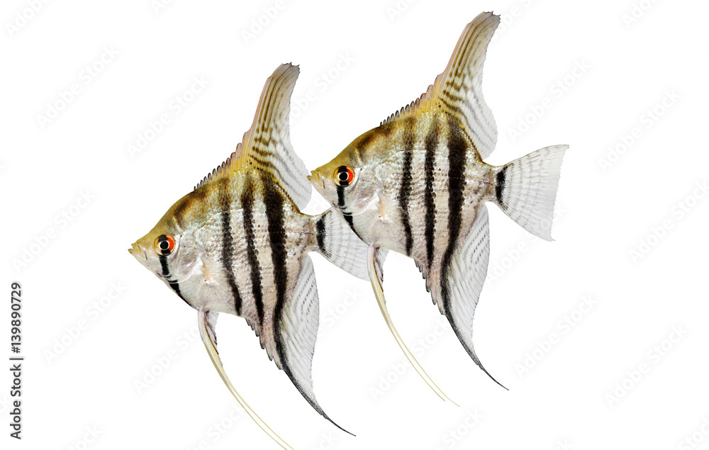 Obraz premium zebra angelfish pterophyllum scalare aquarium fish isolated on white