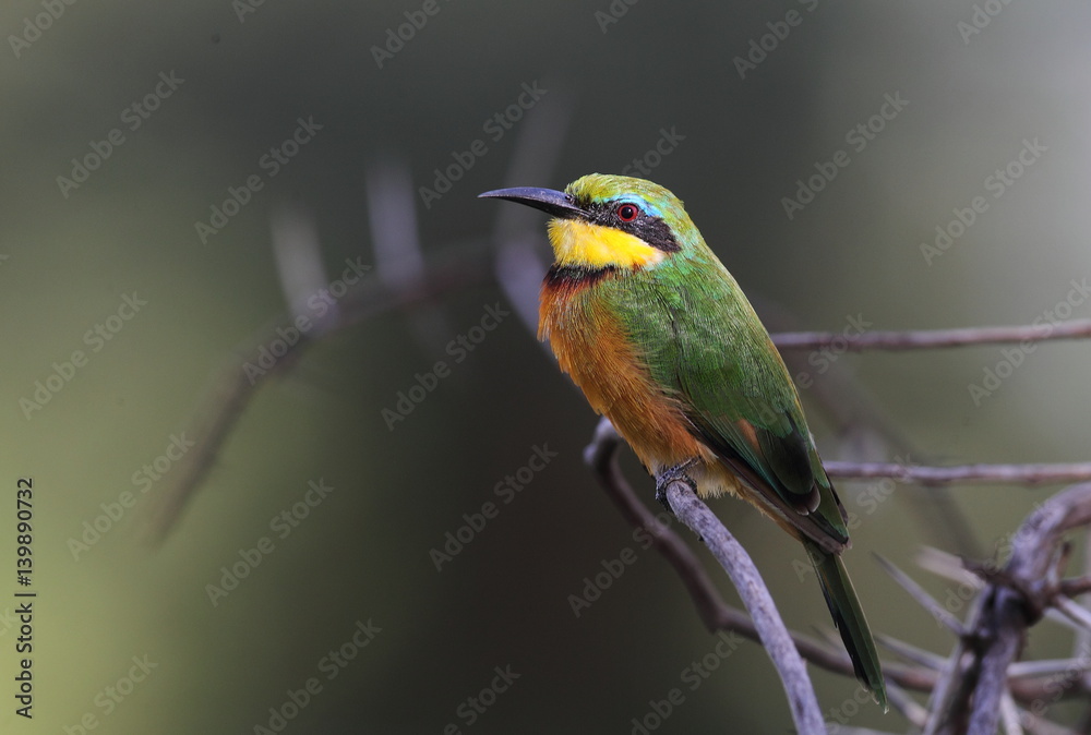Fototapeta premium animal