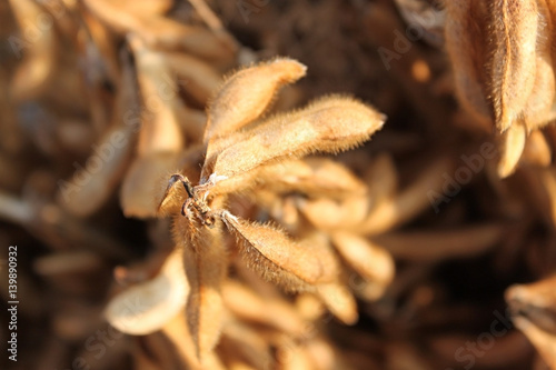 Soybeans ready for harvest