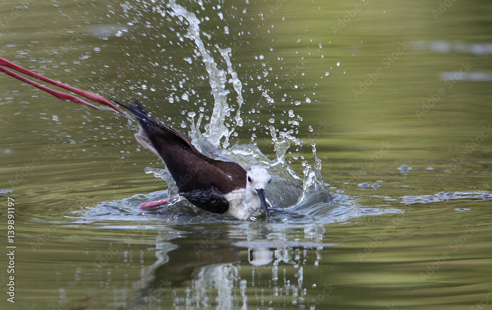 Fototapeta premium animal