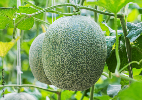 Melon growing in farm