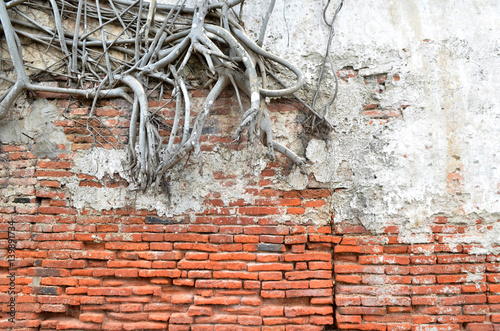 root wood covered brick wall