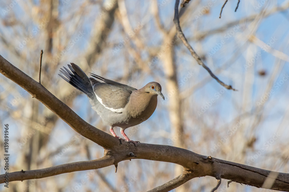 White-winged dove showing courship behavior in central New Mexico White-winged dove showing courship behavior in central New Mexico