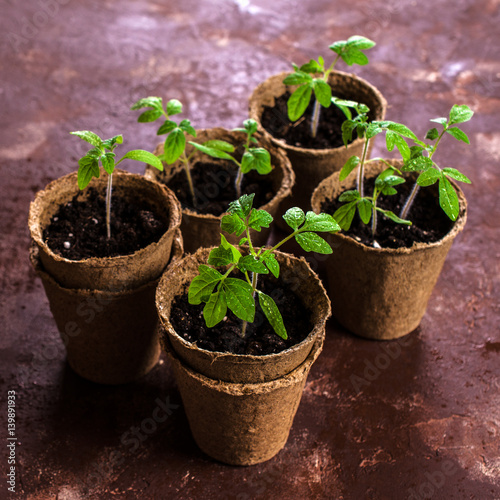 Young seedlings tomato