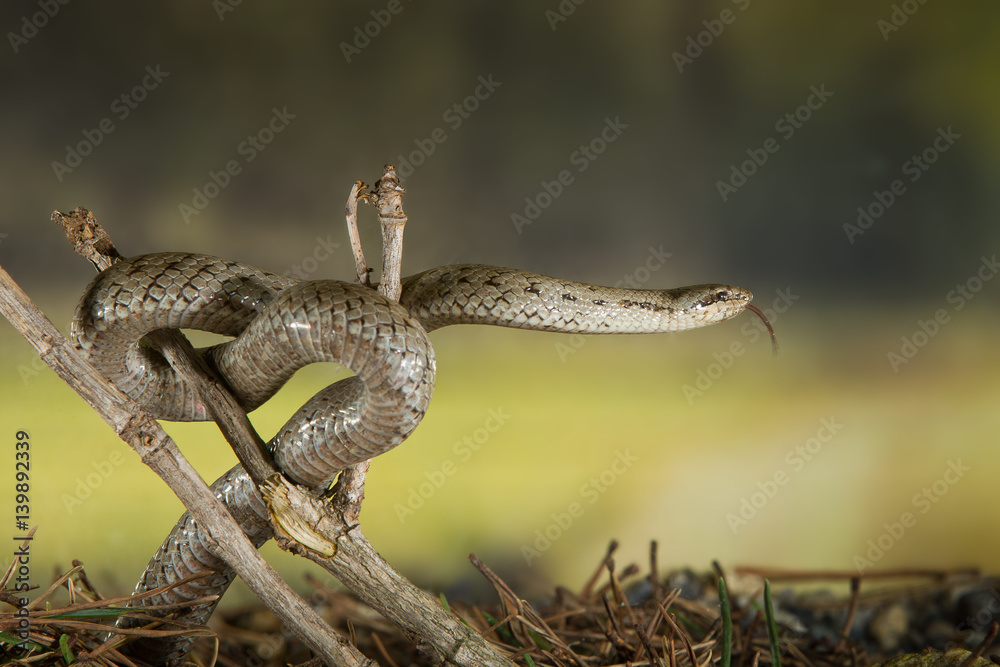 Naklejka premium animal