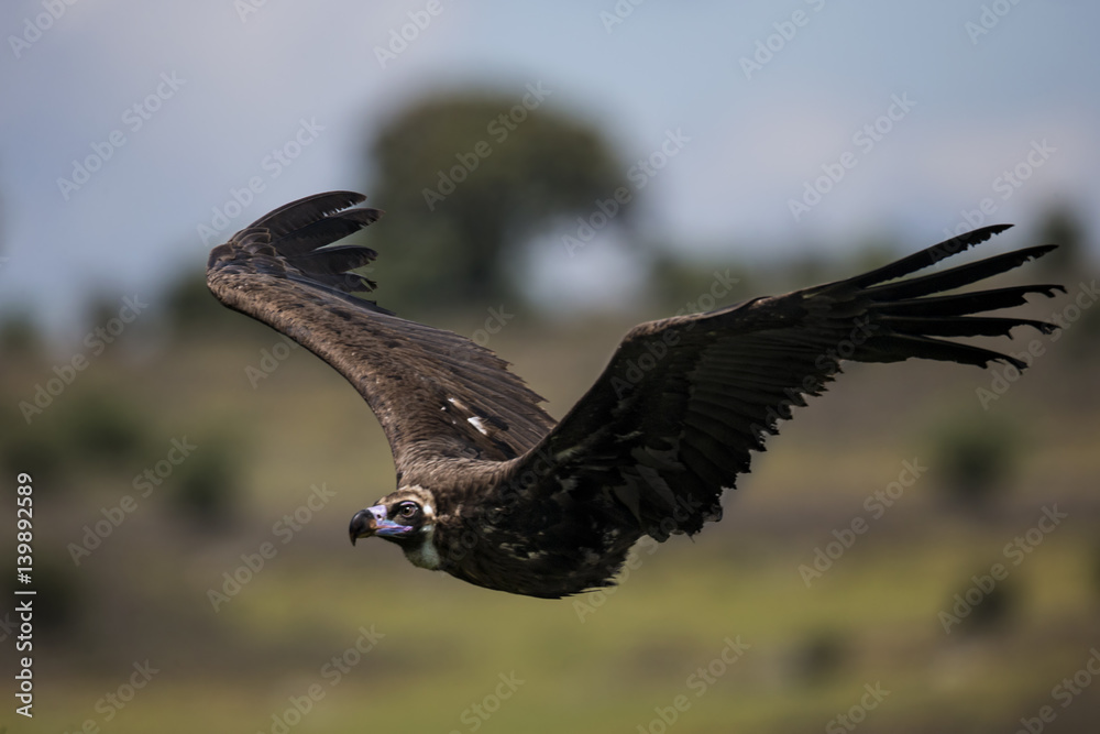 Fototapeta premium animal