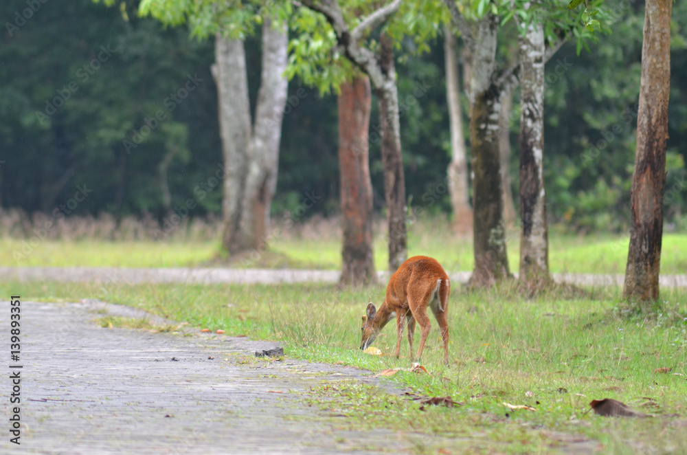 Barking deer in a field of grass