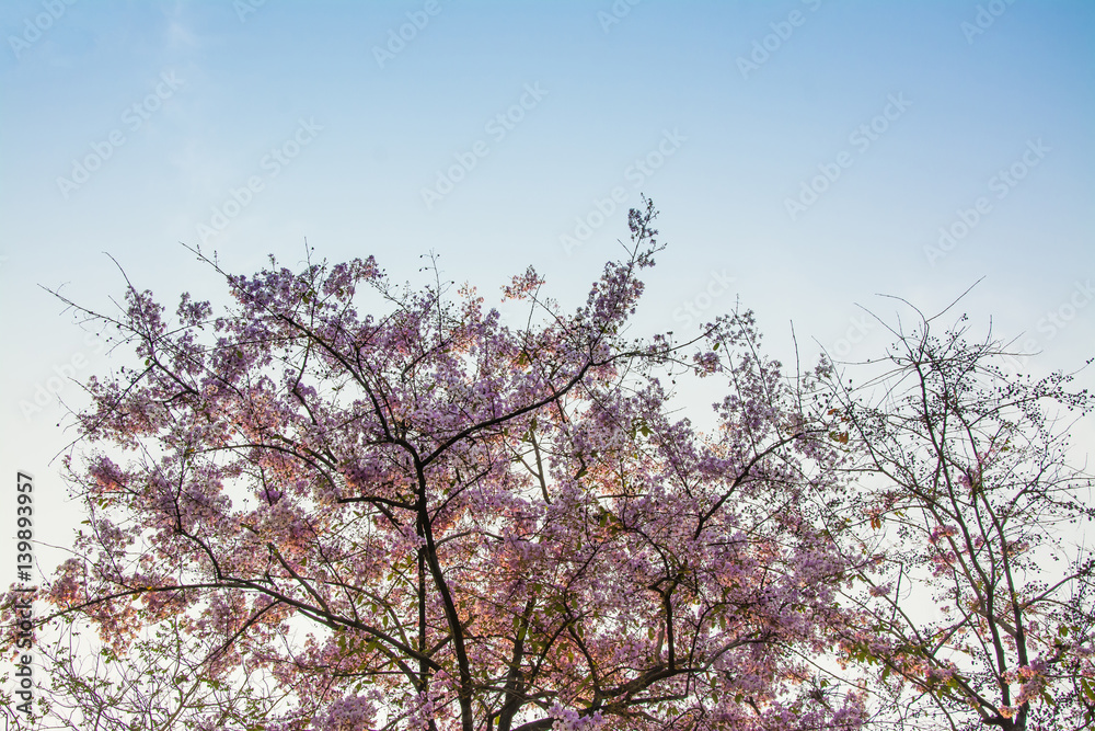 Top  tree forest Pink flowers  background