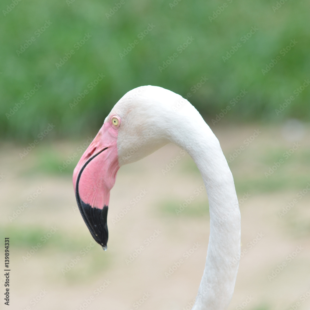 Fototapeta premium Flamingo