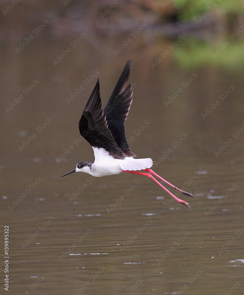 Obraz premium animal