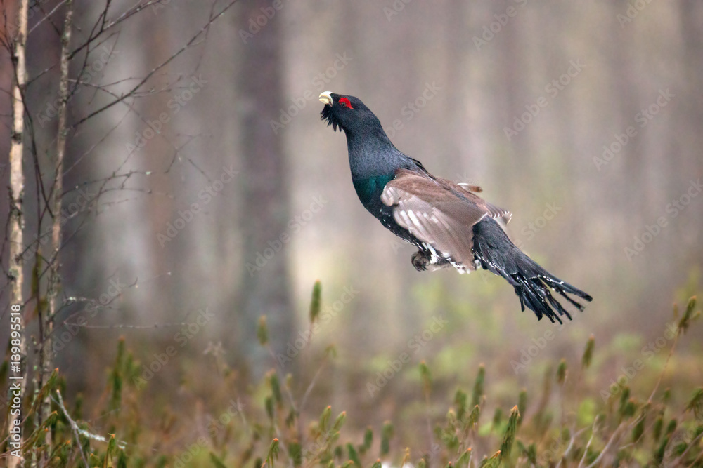 Obraz premium animal