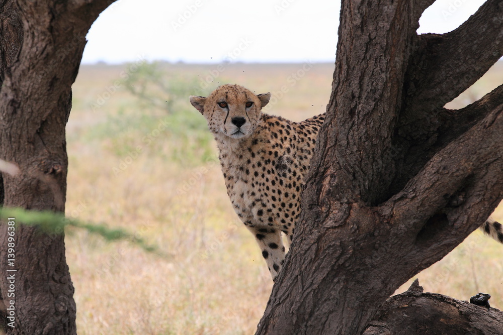 Obraz premium animal