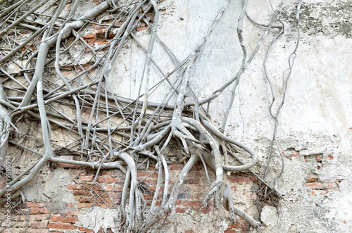 root wood covered brick wall