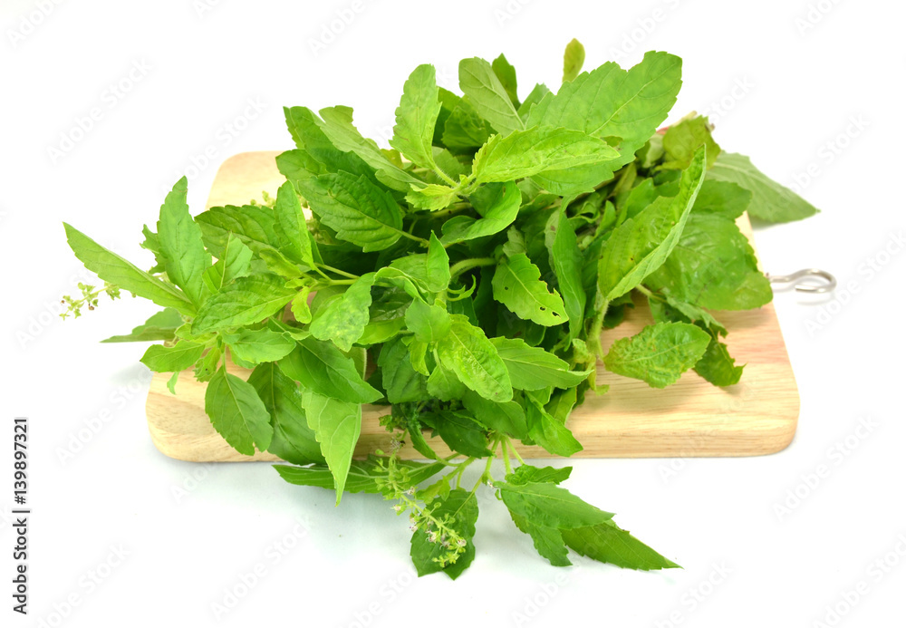 Fresh basil leaves isolated on white background Fresh basil leaves isolated on white background