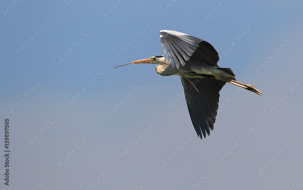 Obraz premium animal