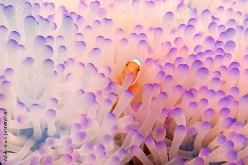 Fotografia pink baby clownfish in anemone