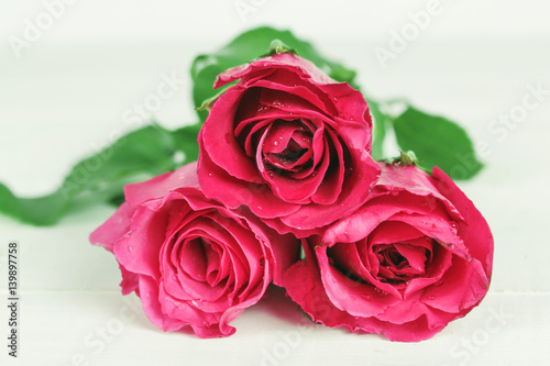 pink rose flower on a background