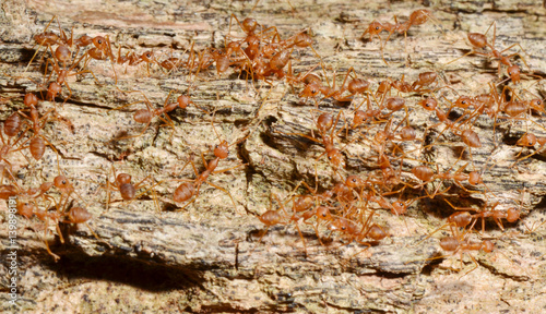 Red Ant photo