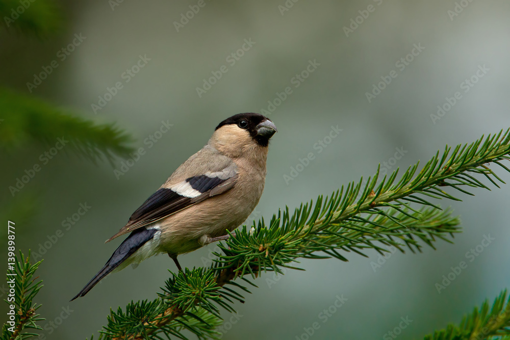 Obraz premium animal