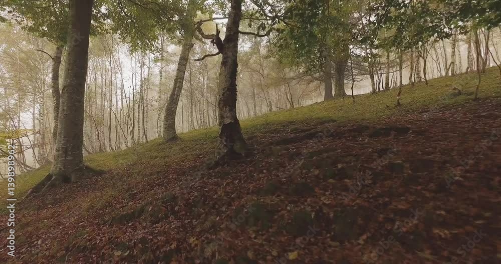 Walking outdoor thru trees in woods forest with bad weather fog overcast day. 4k POV forward nature shot Walking outdoor thru trees in woods forest with bad weather fog overcast day. 4k POV forward nature shot