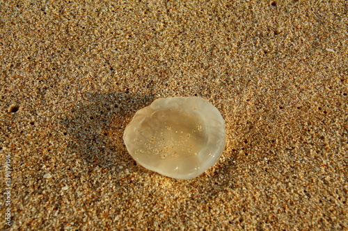 Jellyfish at the beach