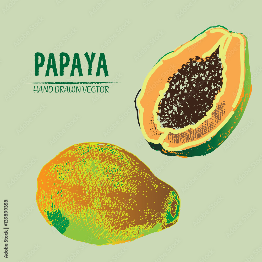 Digital vector detailed color papaya hand drawn retro illustration