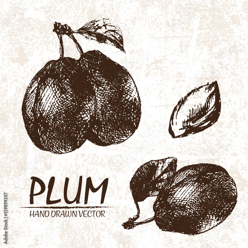 Digital vector detailed plum hand drawn retro illustration collection set. Thin artistic linear pencil outline. Vintage ink flat style, engraved simple doodle sketches. Isolated objects