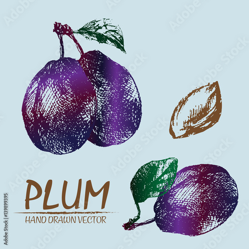 Digital vector detailed color plum hand drawn retro illustration collection set. Thin artistic linear pencil outline. Vintage ink flat style, engraved simple doodle sketches. Isolated objects